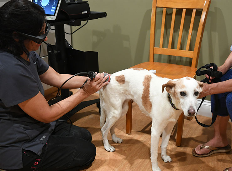 Laser Therapy for Dogs