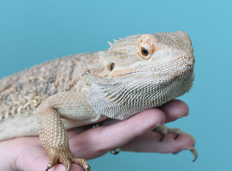 Exotic Pet Care